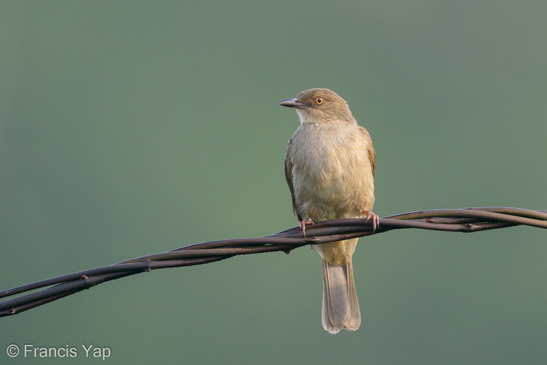 Asian_Red-eyed_Bulbul-201223-127MSDCF-FYP06307-W.jpg