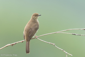 Asian Red-eyed Bulbul-220311-142MSDCF-FRY01259-W.jpg