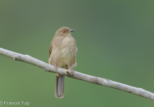 Asian Red-eyed Bulbul