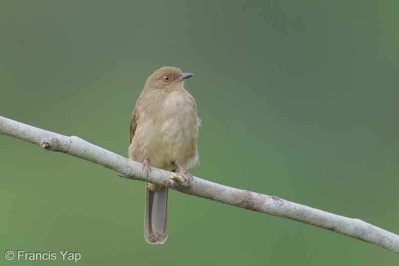 Asian_Red-eyed_Bulbul-250917-123FRYAP-FYA03251-W.jpg