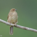 Asian_Red-eyed_Bulbul-250917-123FRYAP-FYA03251-W.jpg