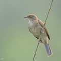 Asian_Red-eyed_Bulbul-260911-205FRYAP-FYA09939-W.jpg