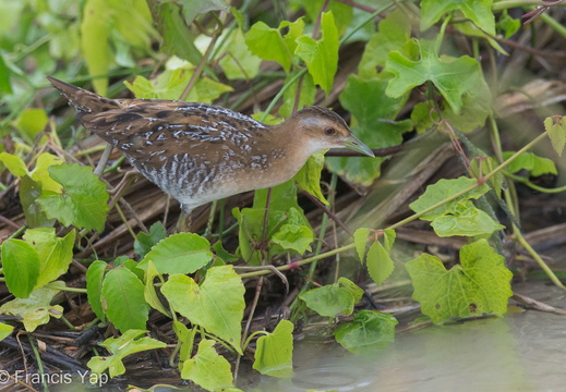 Baillon's Crake