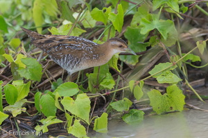 Baillon's Crake-121213-104EOS1D-FY1X7084-W.jpg