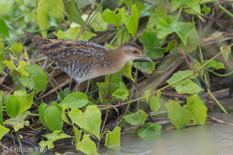 Baillons_Crake-121213-104EOS1D-FY1X7084-W.jpg