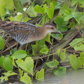 Baillons_Crake-121213-104EOS1D-FY1X7084-W.jpg