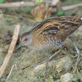 Baillons_Crake-190205-115ND500-FYP_2316-W.jpg