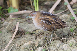 Baillon's Crake-190205-115ND500-FYP_2986-W.jpg