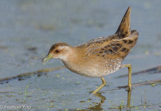 Baillon's Crake