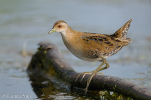 Baillon's Crake-251226-146FRYAP-FYA01551-W.jpg