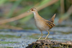 Baillon's Crake-251228-146FRYAP-FYA07089-W.jpg