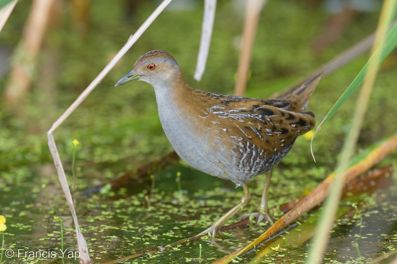Baillons_Crake-260103-148FRYAP-FYA00255-W.jpg