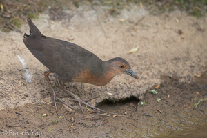 Band-bellied Crake-140301-114EOS1D-FY1X6520-W.jpg