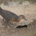 Band-bellied_Crake-140301-114EOS1D-FY1X6520-W.jpg