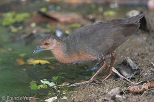 Band-bellied Crake-140302-114EOS1D-FY1X6984-W.jpg