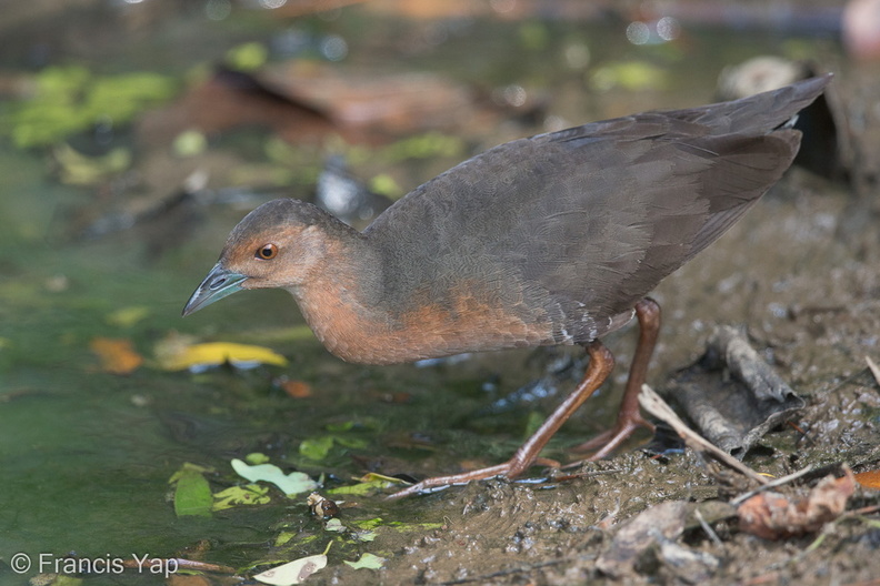 Band-bellied_Crake-140302-114EOS1D-FY1X6984-W.jpg