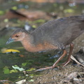 Band-bellied_Crake-140302-114EOS1D-FY1X6984-W.jpg