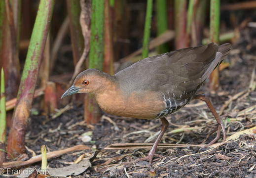 Band-bellied Crake