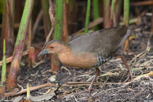 Band-bellied Crake-180128-107ND500-FYP_7243-W.jpg