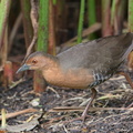 Band-bellied_Crake-180128-107ND500-FYP_7243-W.jpg