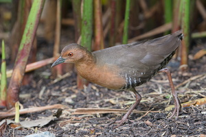 Band-bellied Crake-180128-107ND500-FYP_7436-W.jpg