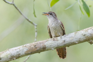 Banded Bay Cuckoo-110522-102EOS1D-FYAP9489-W.jpg