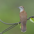 Banded_Bay_Cuckoo-140115-112EOS1D-FY1X8536-W.jpg