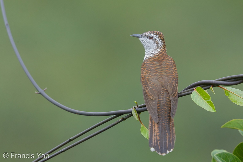 Banded_Bay_Cuckoo-140115-112EOS1D-FY1X8583-W.jpg