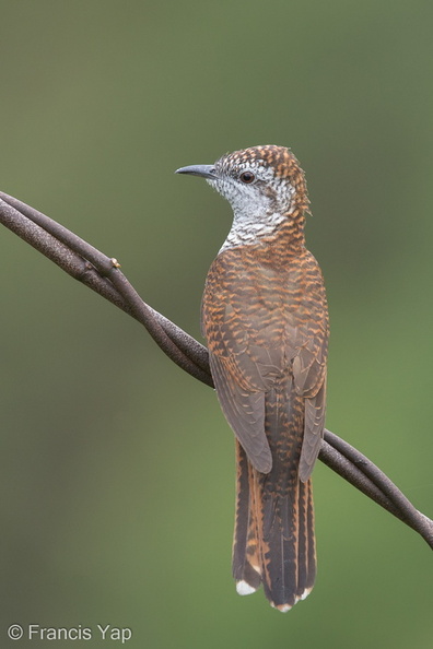 Banded_Bay_Cuckoo-140115-112EOS1D-FY1X9093-W.jpg