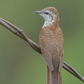 Banded_Bay_Cuckoo-140115-112EOS1D-FY1X9093-W.jpg