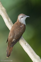 Banded Bay Cuckoo-221001-155MSDCF-FYP02494-W.jpg