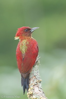 Banded Woodpecker-120302-109EOS1D-FYAP4776-W.jpg