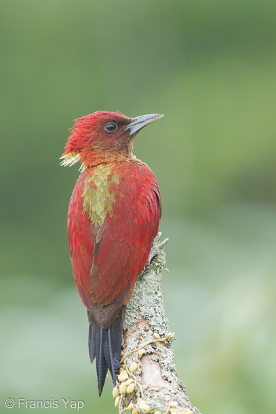 Banded_Woodpecker-120302-109EOS1D-FYAP4776-W.jpg