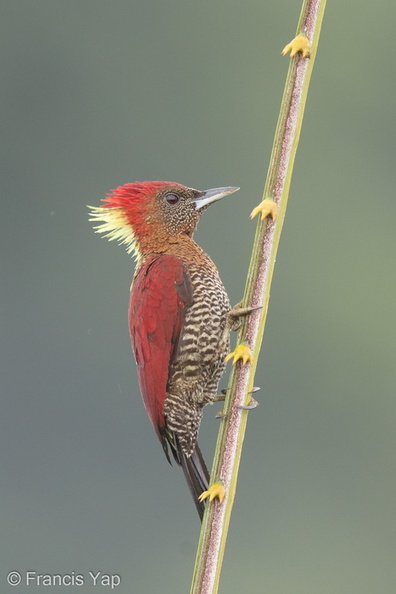 Banded_Woodpecker-171004-113EOS1D-F1X23497-W.jpg