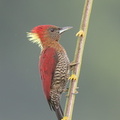 Banded_Woodpecker-171004-113EOS1D-F1X23497-W.jpg