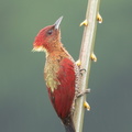 Banded_Woodpecker-171117-105ND500-FYP_5251-W.jpg