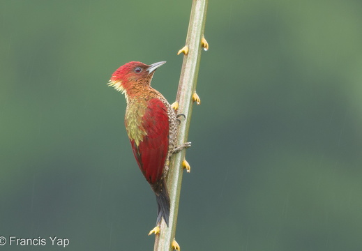 Banded Woodpecker - display this album Banded Woodpecker