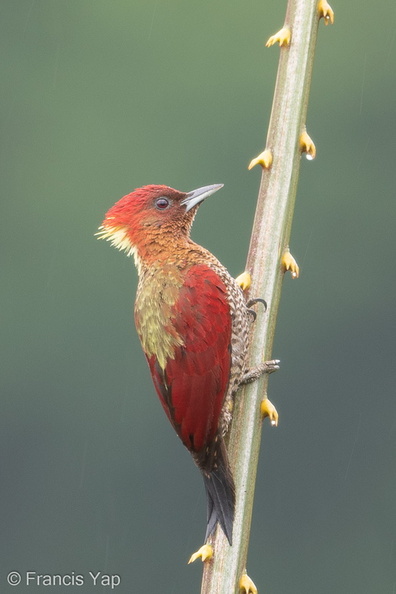 Banded_Woodpecker-171117-105ND500-FYP_5262-W.jpg