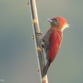 Banded_Woodpecker-181214-114ND500-FYP_4588-W.jpg