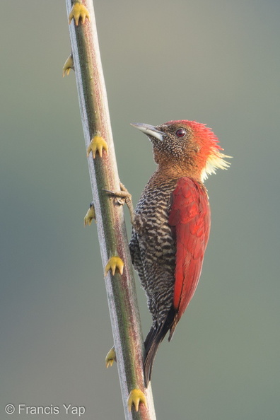 Banded_Woodpecker-181214-114ND500-FYP_4615-W.jpg