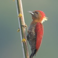 Banded_Woodpecker-181214-114ND500-FYP_4615-W.jpg