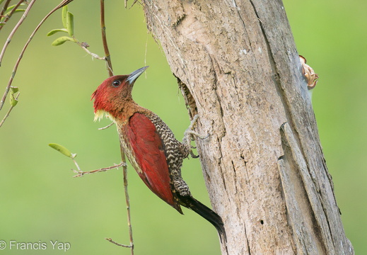 Banded Woodpecker