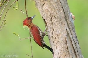 Banded Woodpecker-210206-130MSDCF-FYP01776-W.jpg