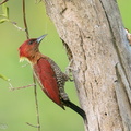 Banded_Woodpecker-210206-130MSDCF-FYP01776-W.jpg