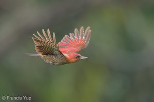 Banded Woodpecker-240214-215MSDCF-FYP01697-W.jpg