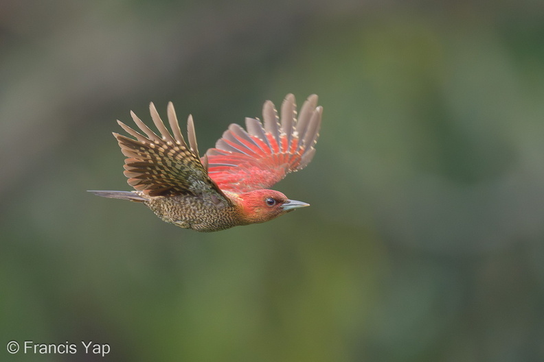 Banded_Woodpecker-240214-215MSDCF-FYP01697-W.jpg