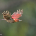 Banded_Woodpecker-240214-215MSDCF-FYP01697-W.jpg