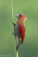 Banded Woodpecker-260306-159FRYAP-FYA06420-W.jpg