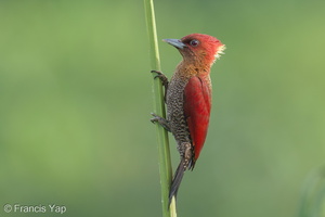 Banded Woodpecker-260306-159FRYAP-FYA06636-W.jpg