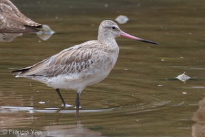 Bar-tailed Godwit-110901-107EOS7D-IMG_4273-W.jpg